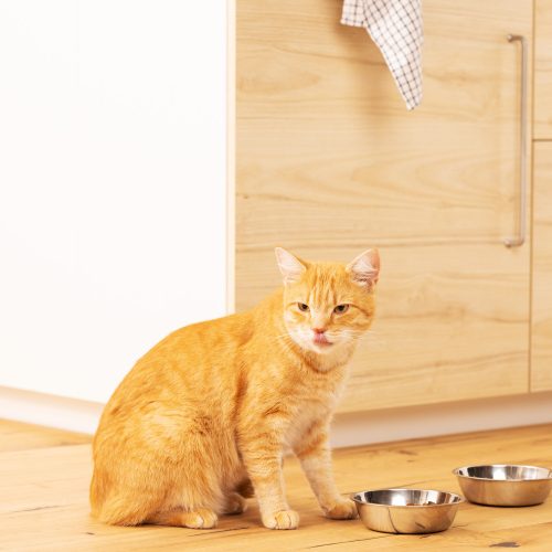 Set 2 boluri din inox pentru caini si pisici de talie mica, 350 ml, 58405.01